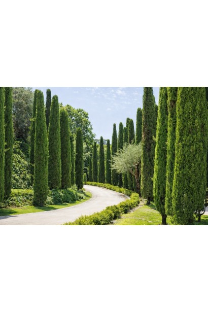 Кипарис Тотем